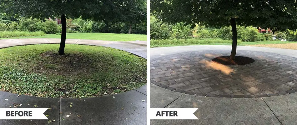 Before and after a circular patio installation around a tree in Maryville, IL.