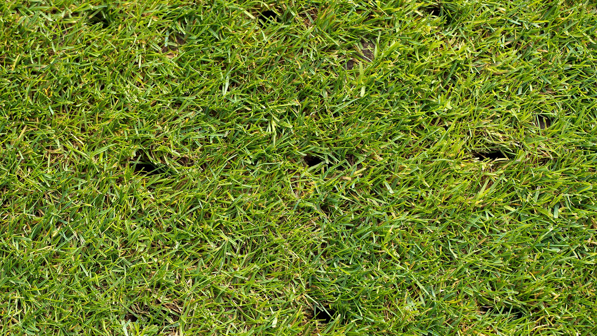Here’s Why Overseeding Should Always Be Paired With Aeration