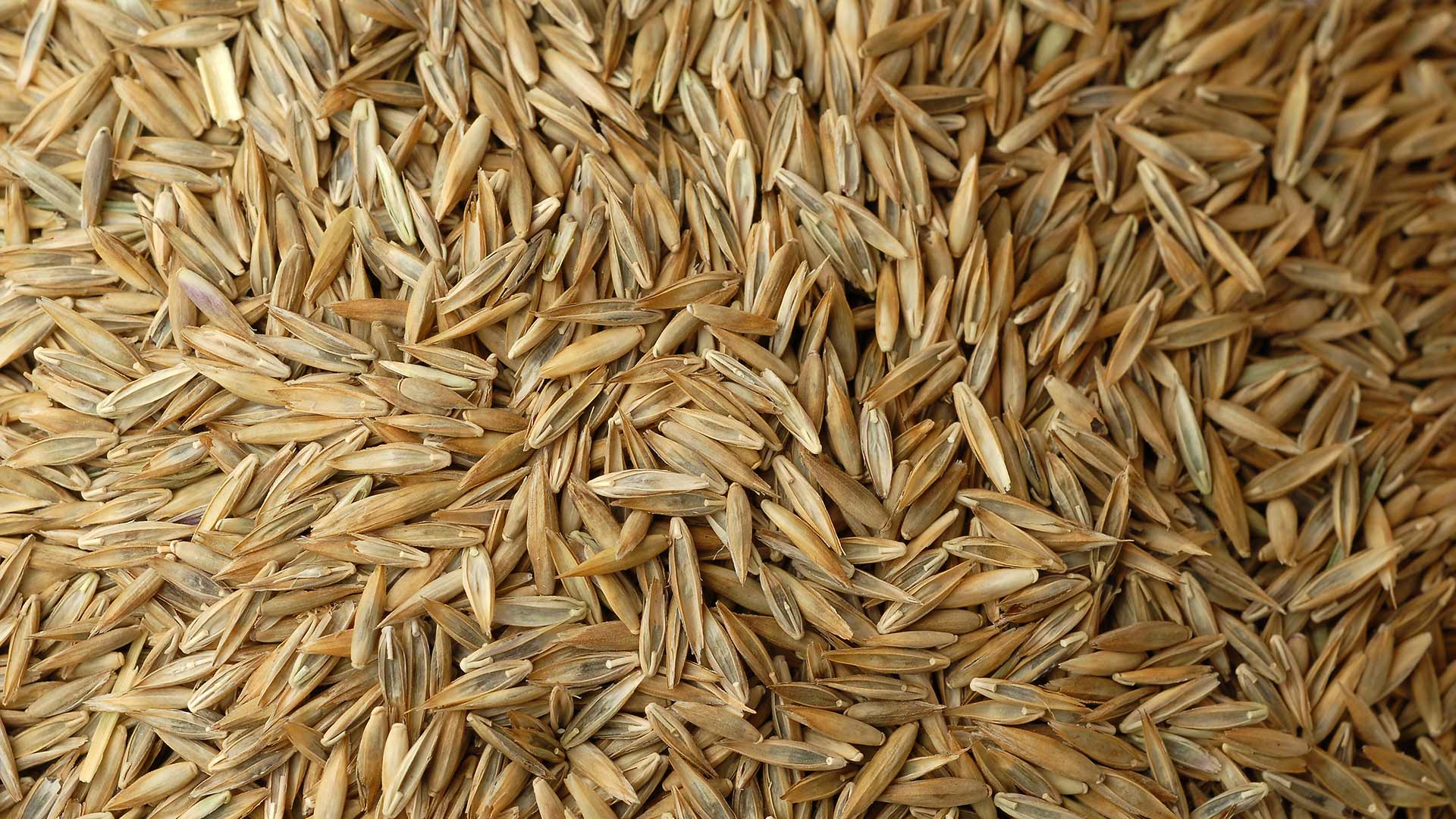 A pile of brown seeds at by a home in Edwardsville, IL.