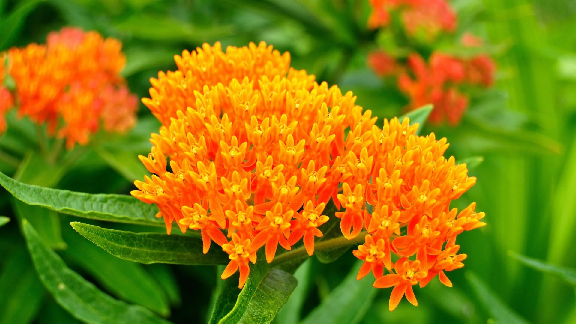 Should You Use Native Plants for Your Landscape?