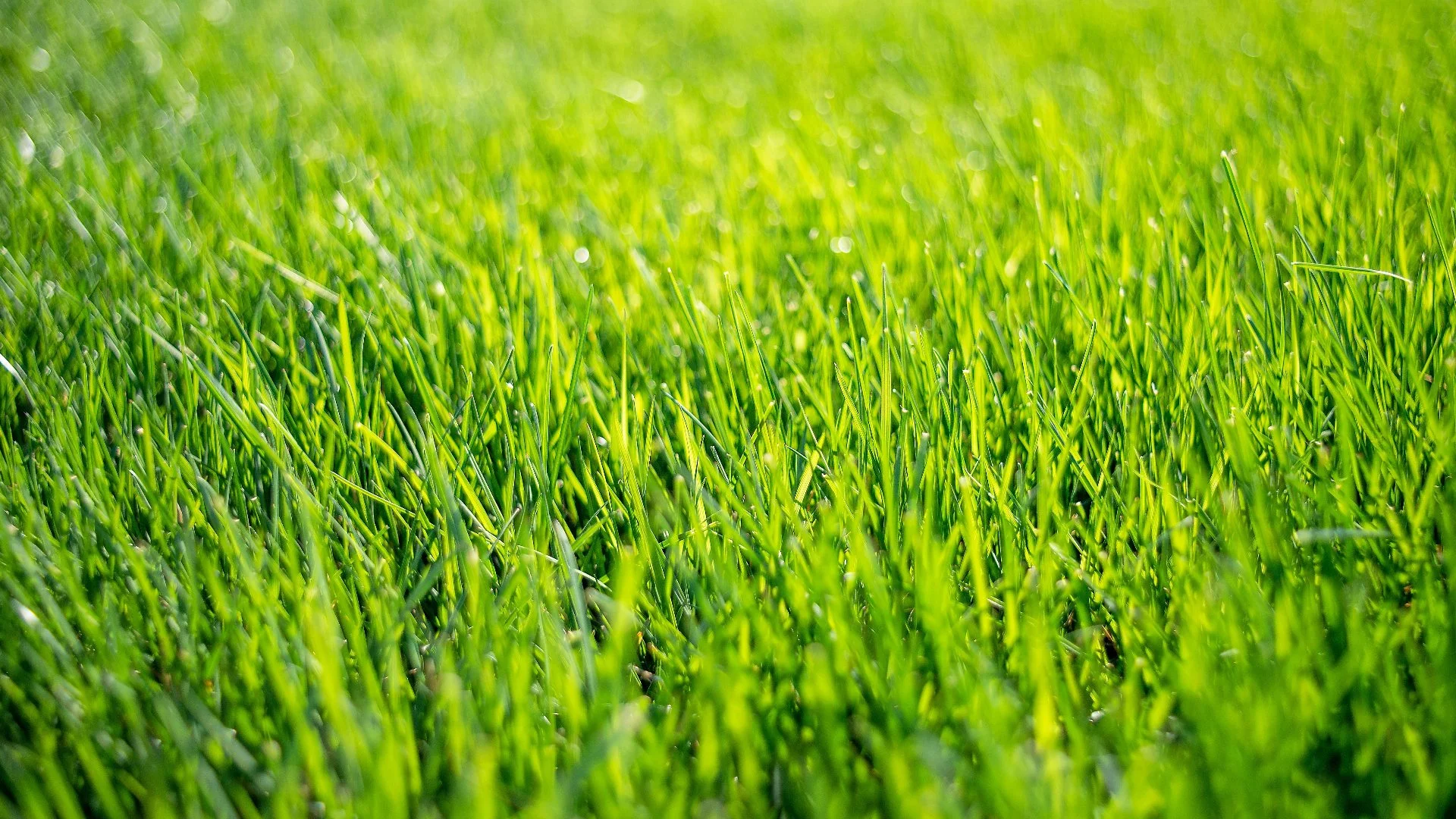 What Leads to Soil Compaction on Lawns?