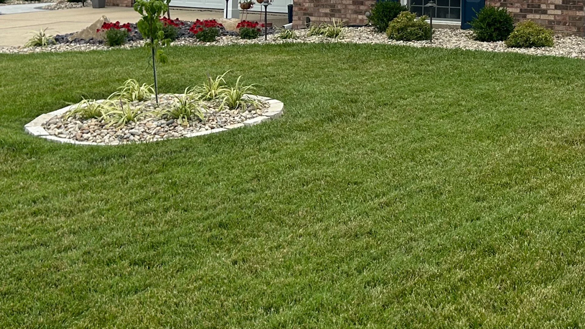 Caring for Your Lawn After Overseeding - What Should You Do?