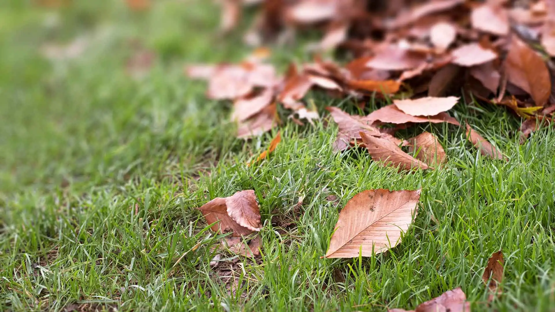 Fall leaves on a home lawn near Bethalto, Ilinois.