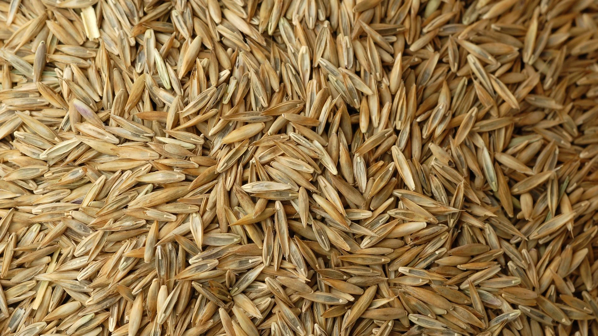 Planning on Overseeding Your Lawn? Use Fescue Seeds!