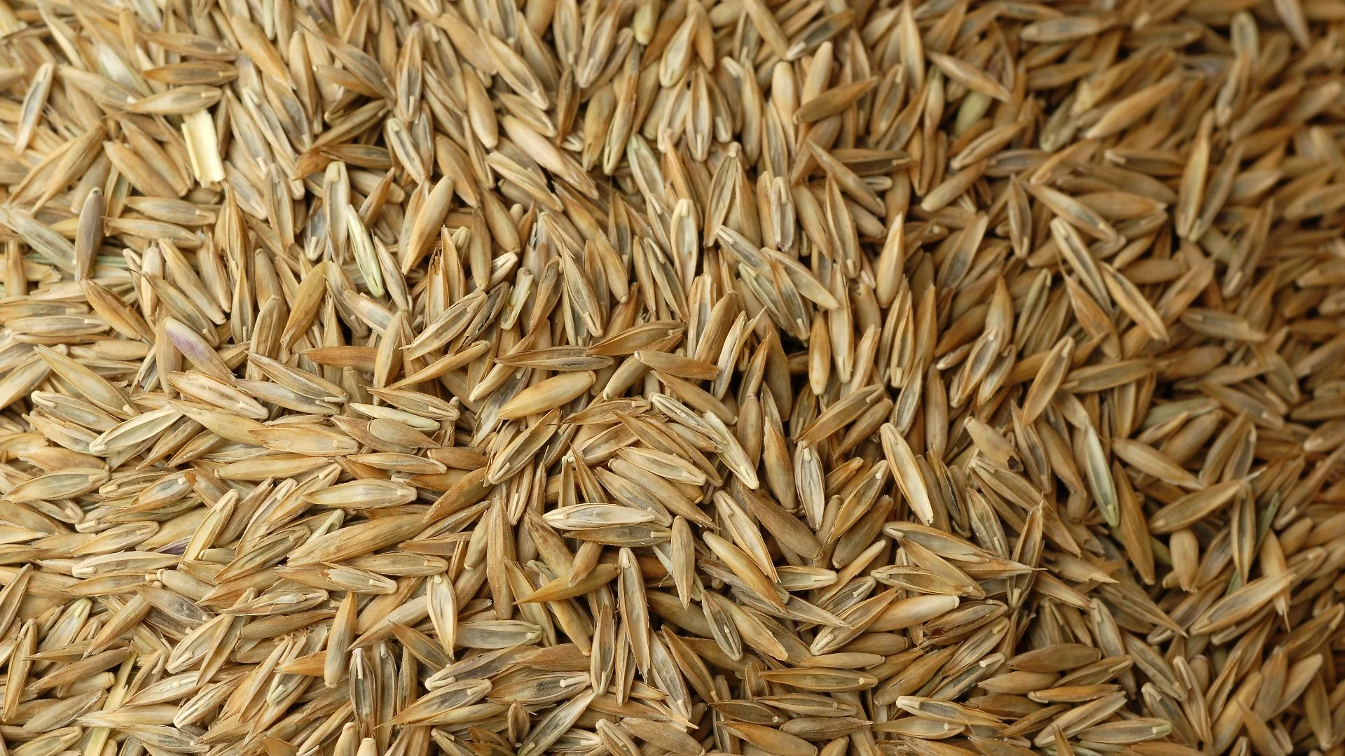 Planning on Overseeding Your Lawn? How Much Seed Do You Need?