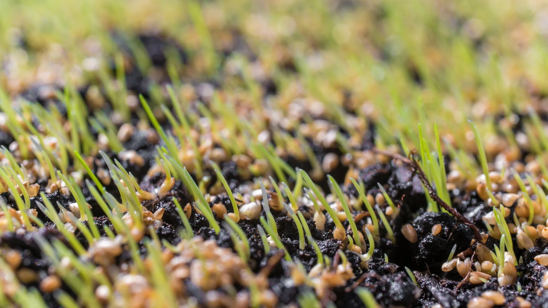 How Long Should You Wait to Walk On Your Lawn After Overseeding?