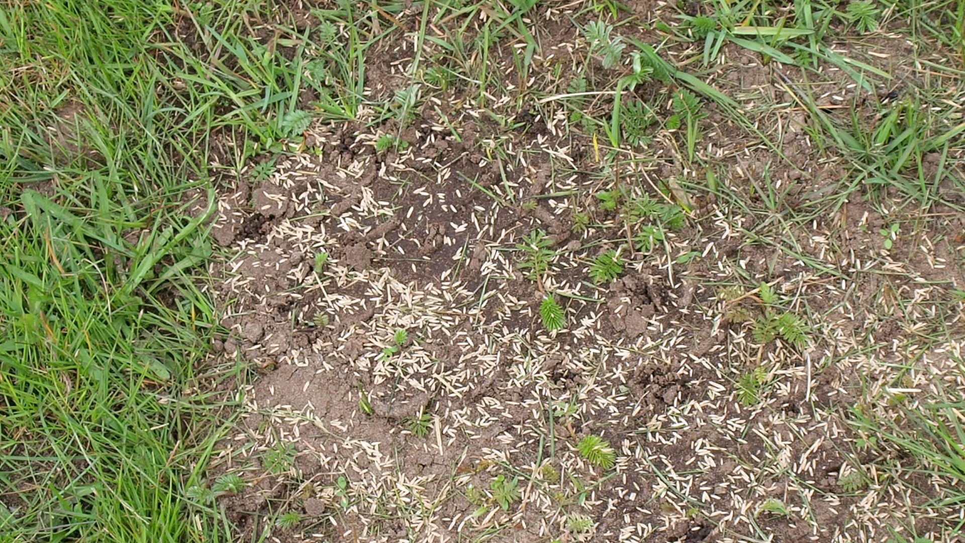 How Long Until You See Results After Overseeding?