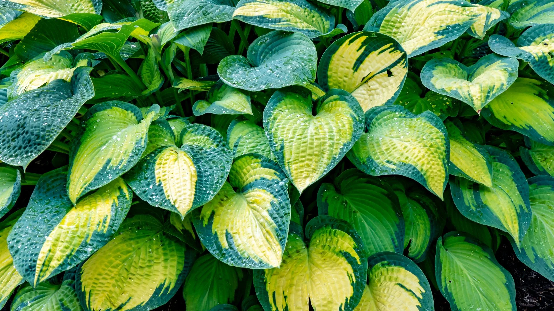 Pollinator-Friendly Plants to Add to Your Landscape Beds