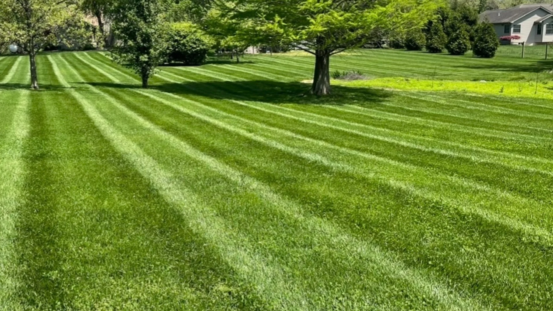 What Is the Ideal Grass Height for Mowing?