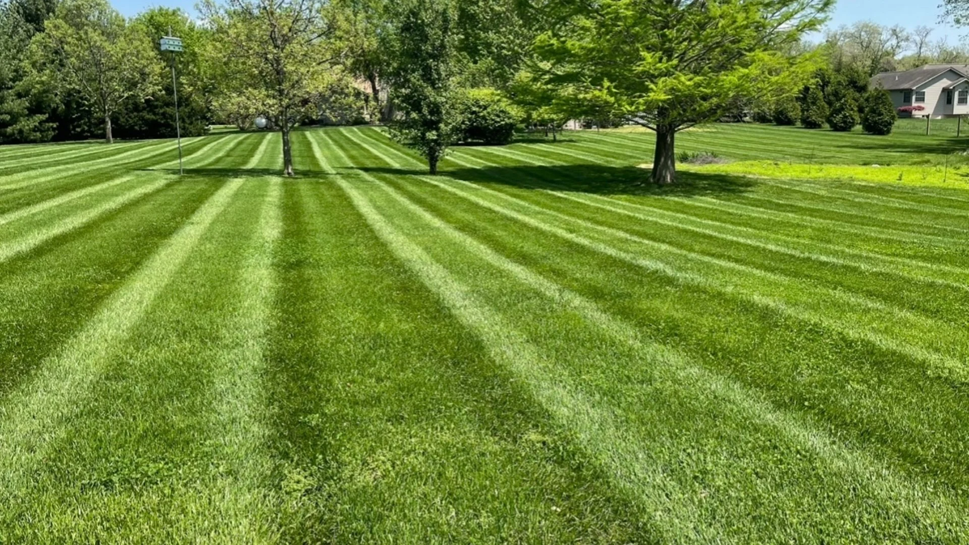 Can Mowing Help Thicken Your Grass?
