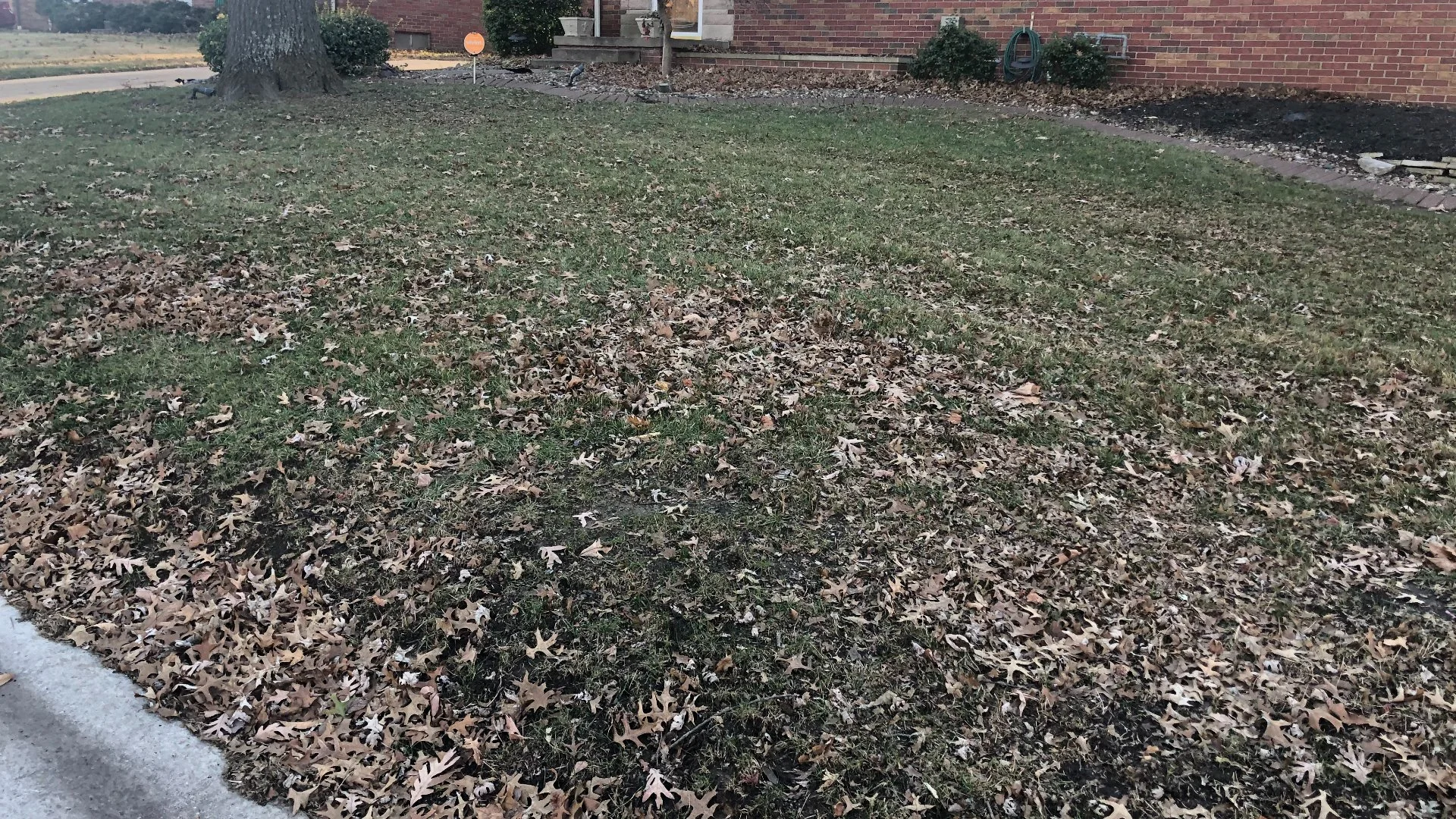 Continuously Clean Up Leaves or Do It All at Once - Which Is Better?