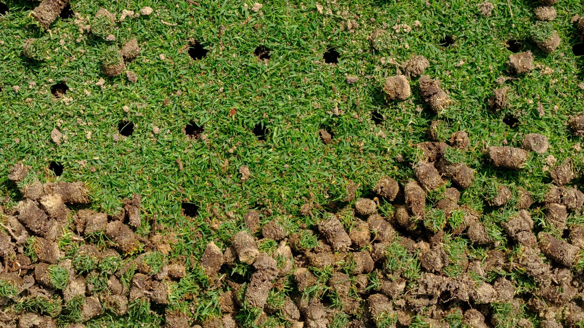 What's the Best Way to Aerate Your Lawn in Illinois?