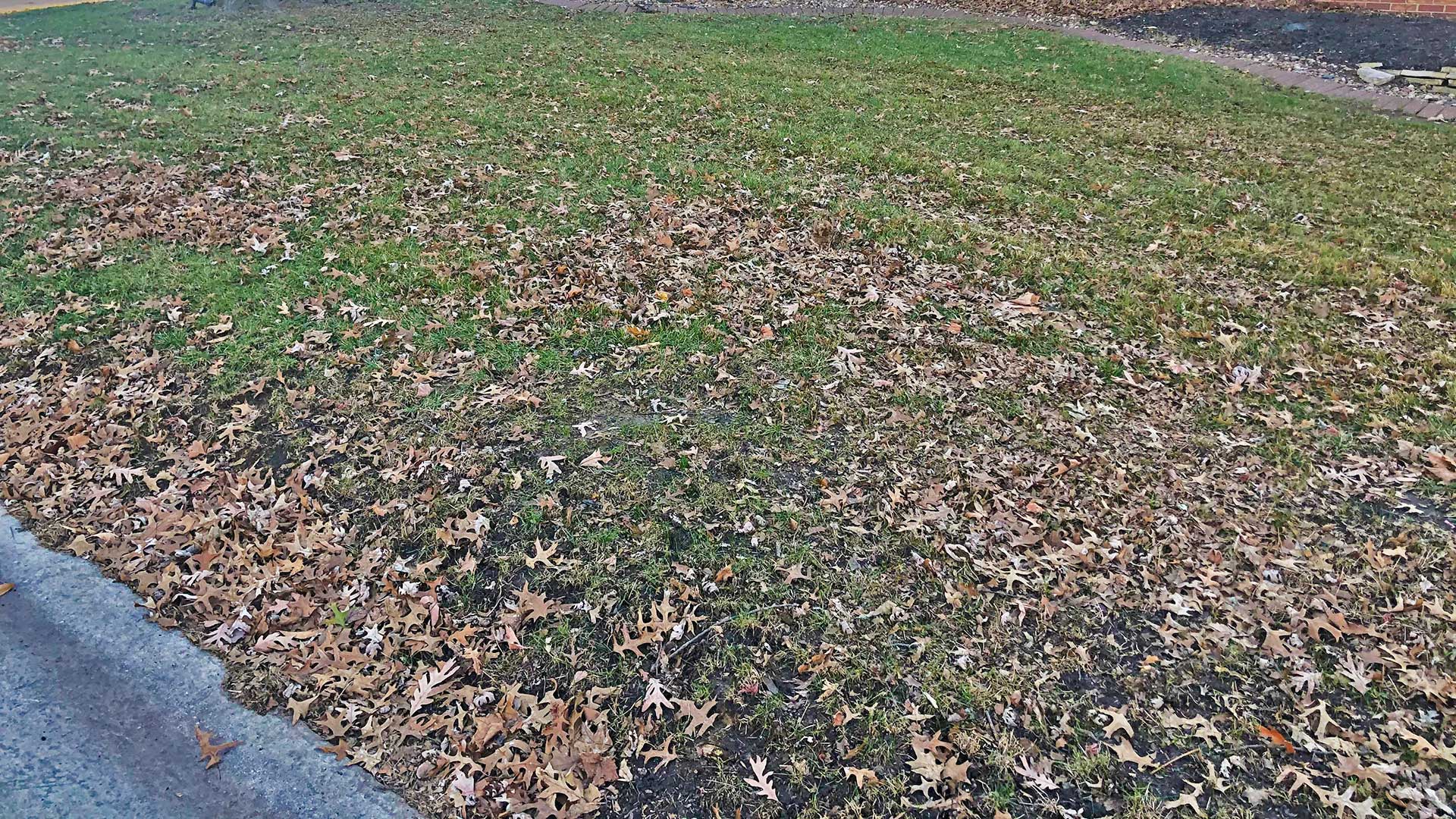 A leaf covered lawn in Moro, Illinois.