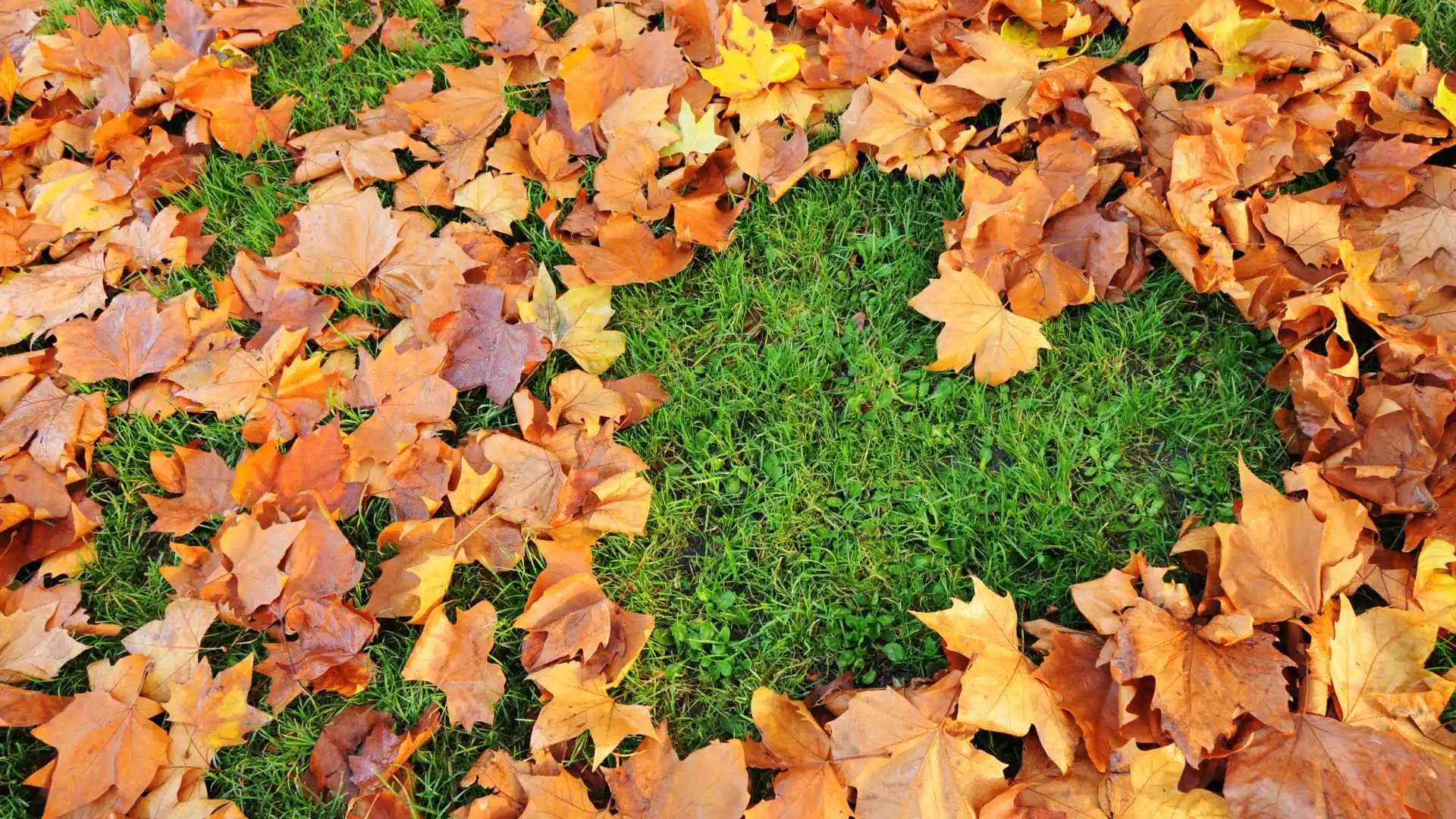 Prepare Your Grass for Success - Schedule These Fall Lawn Services Now