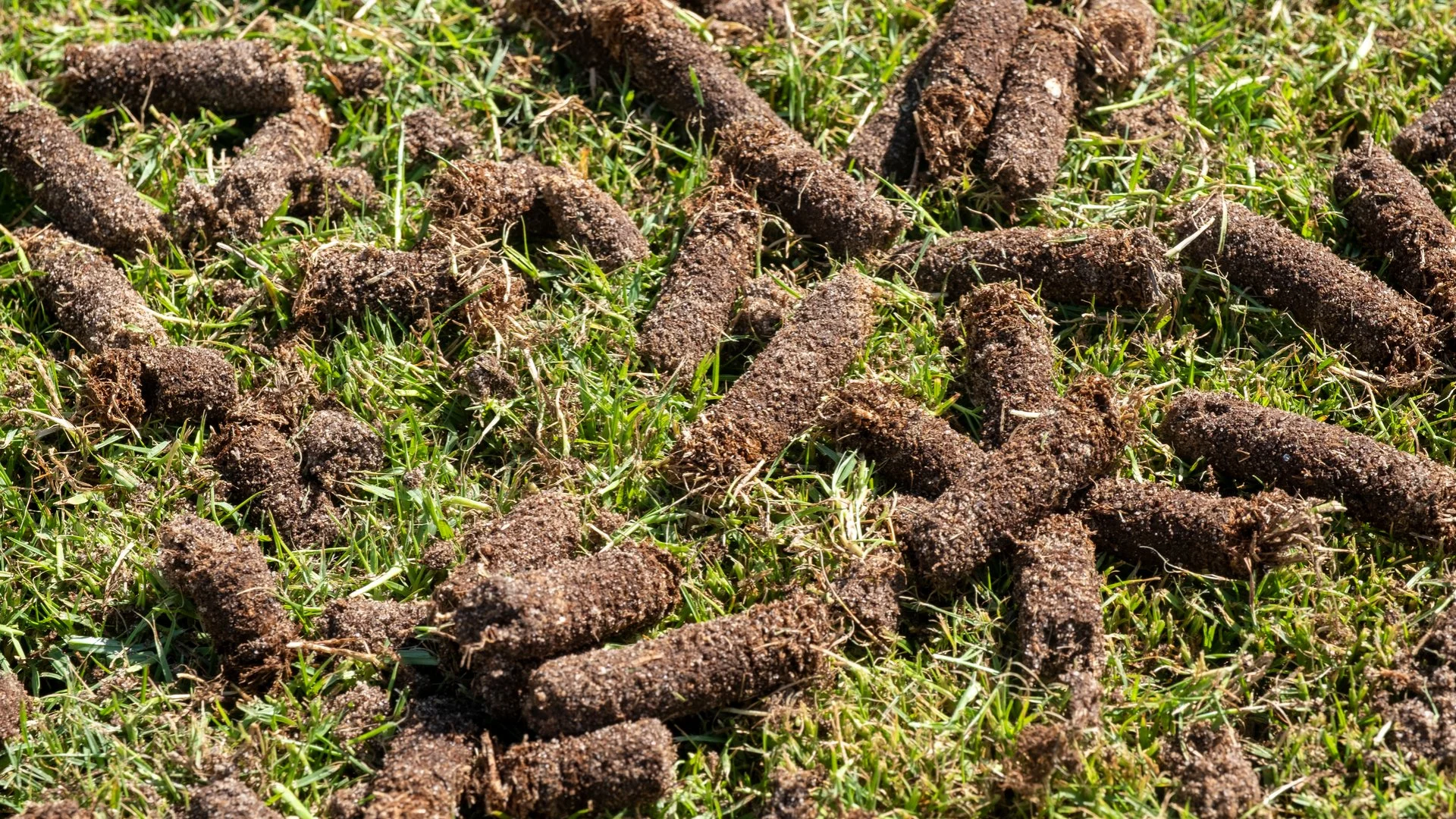 What Is the Purpose of Having Your Lawn Aerated?