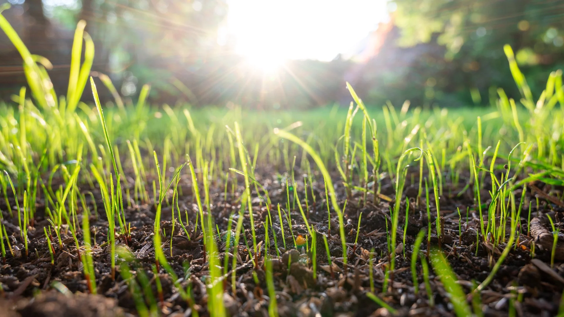 Is It Okay to Overseed Your Lawn in the Spring?