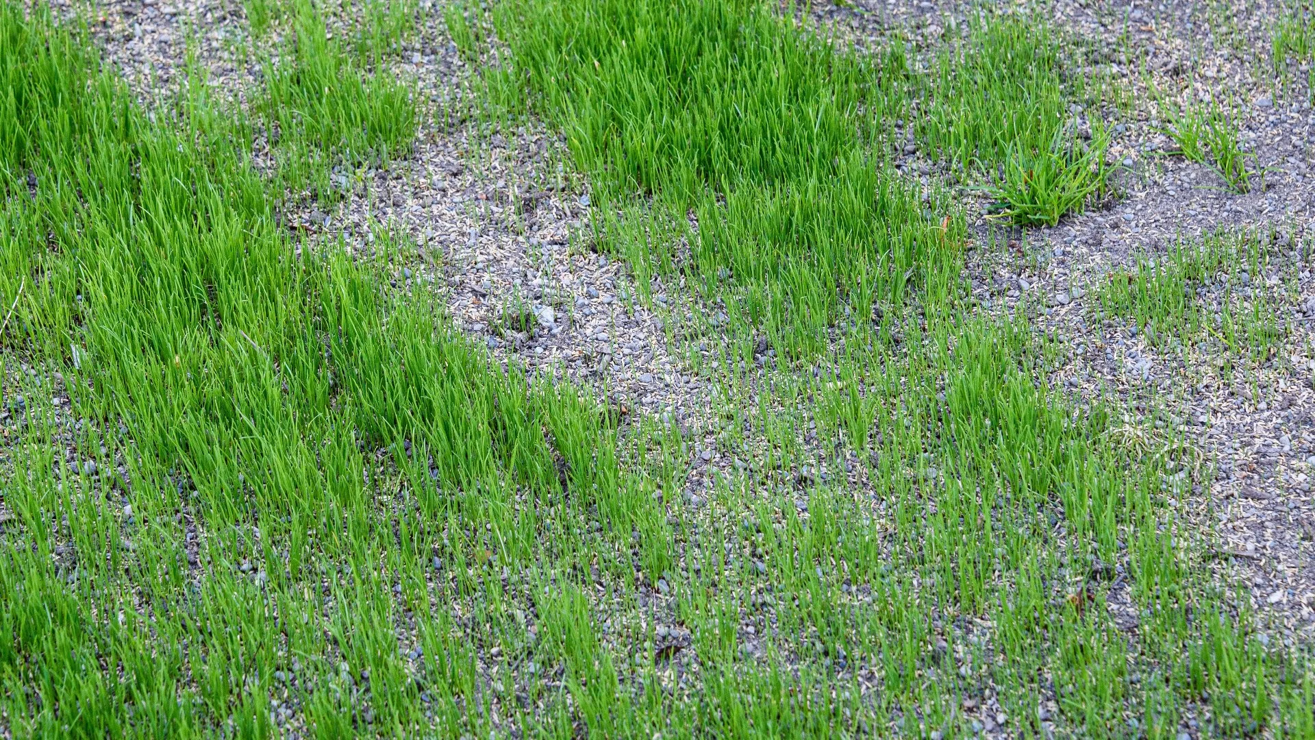 4 Common Mistakes With DIY Overseeding