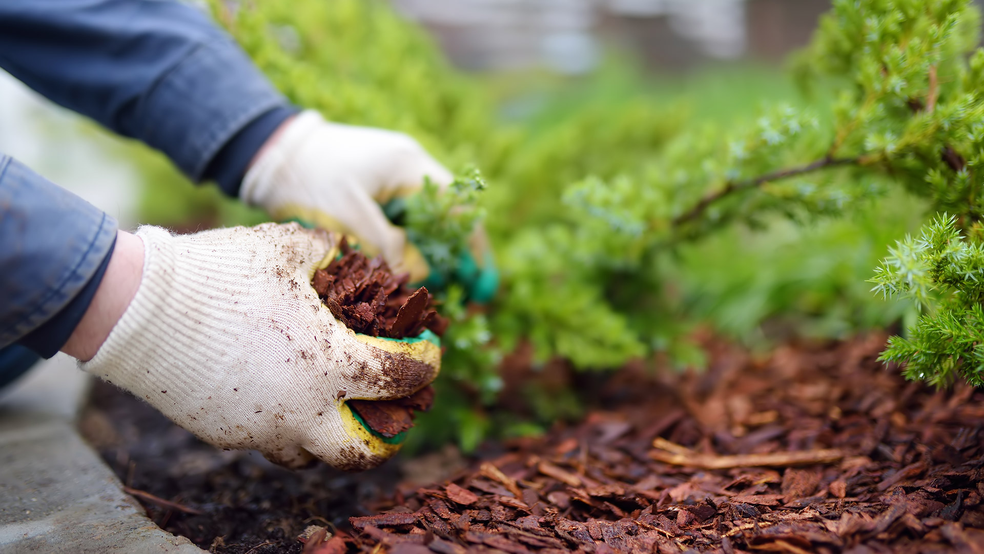 3 Reasons Why You Should Replenish Your Mulch This Spring in Illinois