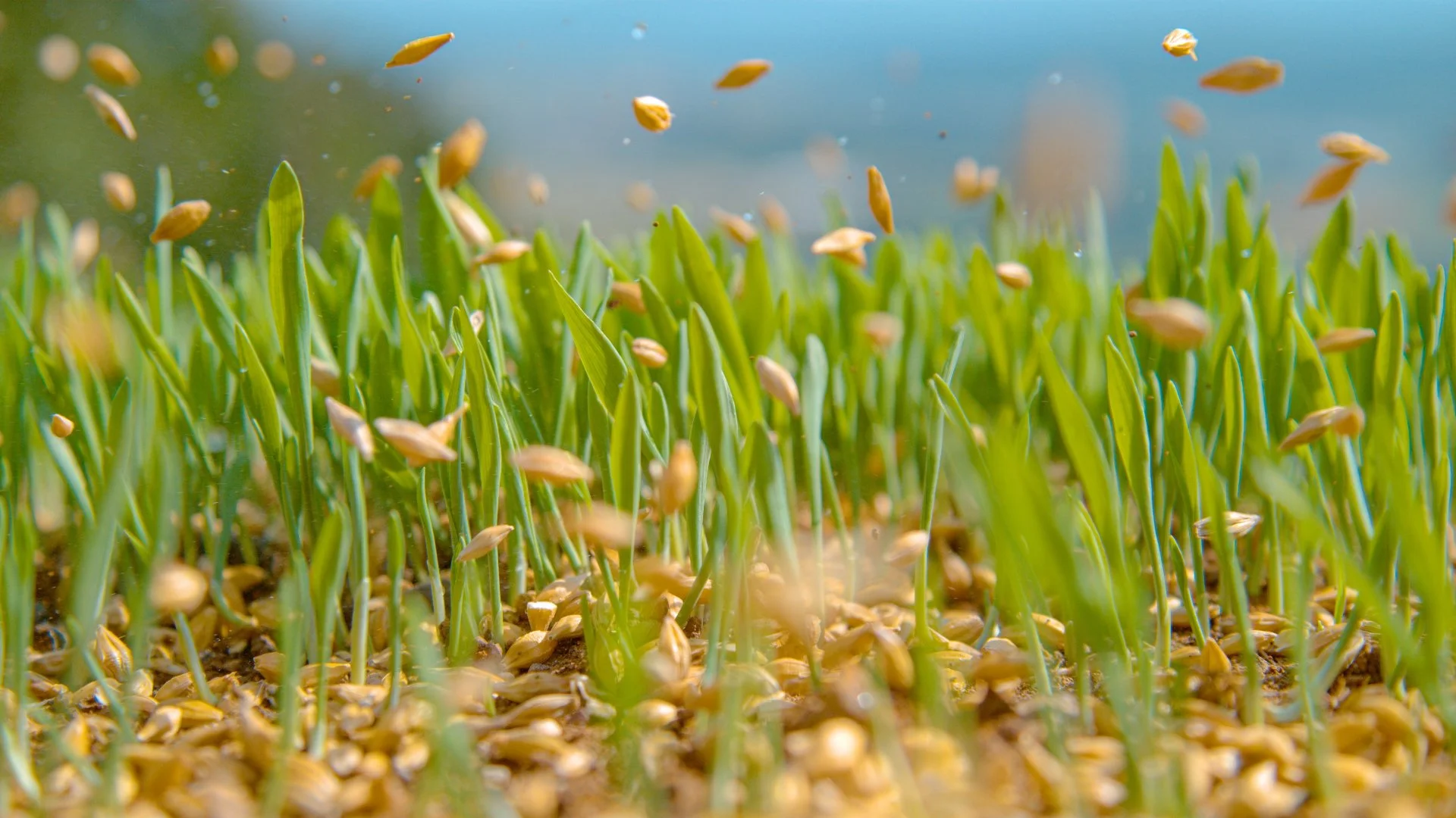 What Is Overseeding for Lawn Care?