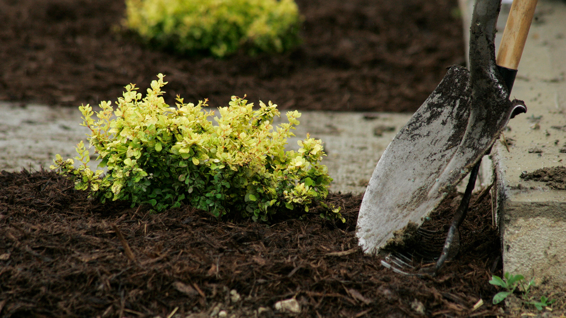 How Often Should You Be Replenishing the Mulch in Your Garden?