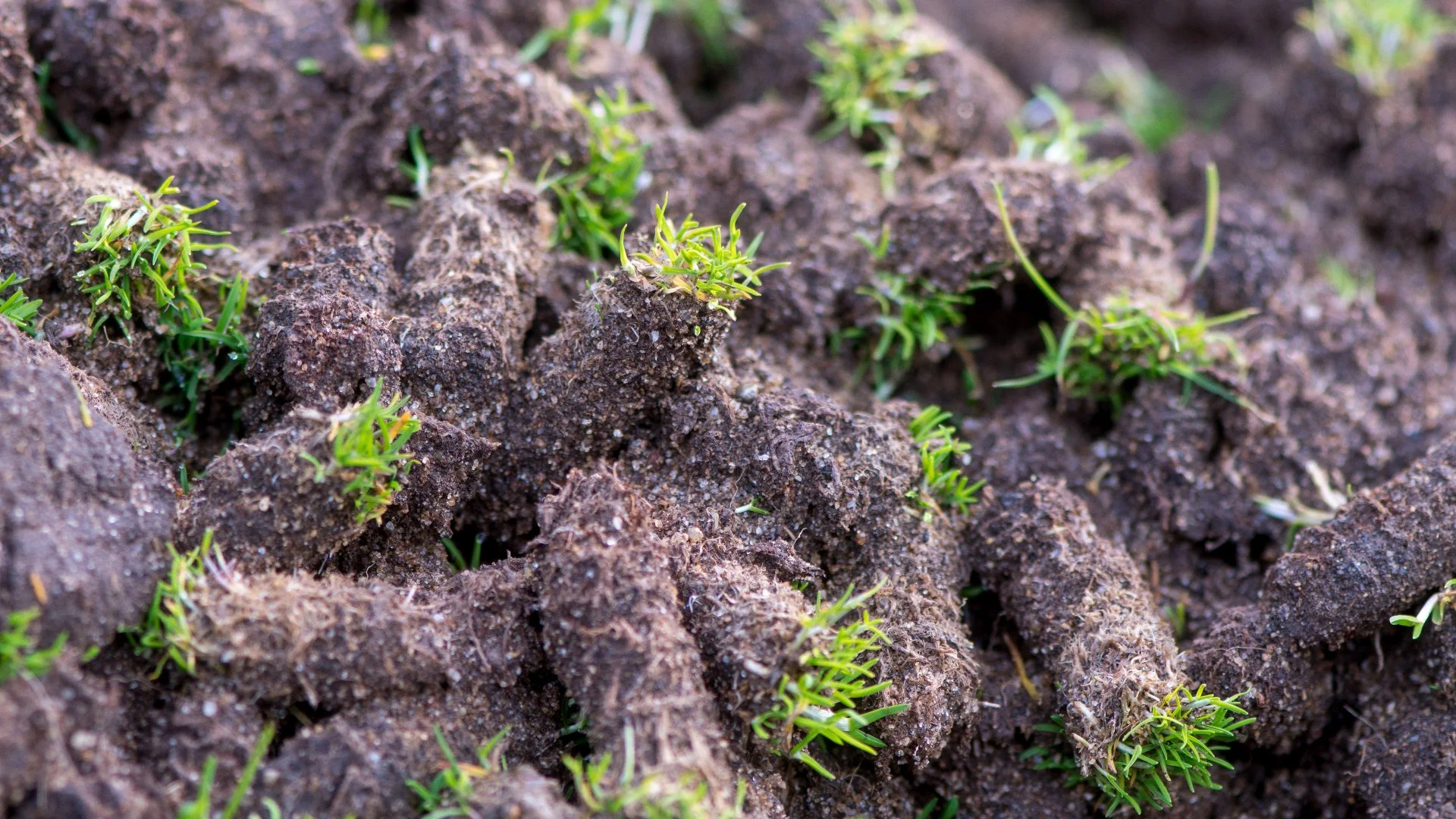 What Happens When Your Lawn's Soil Is Compacted?