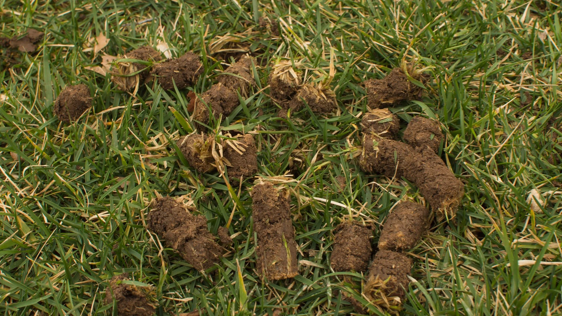 Does Your Lawn Really Need to Be Aerated Every Year?