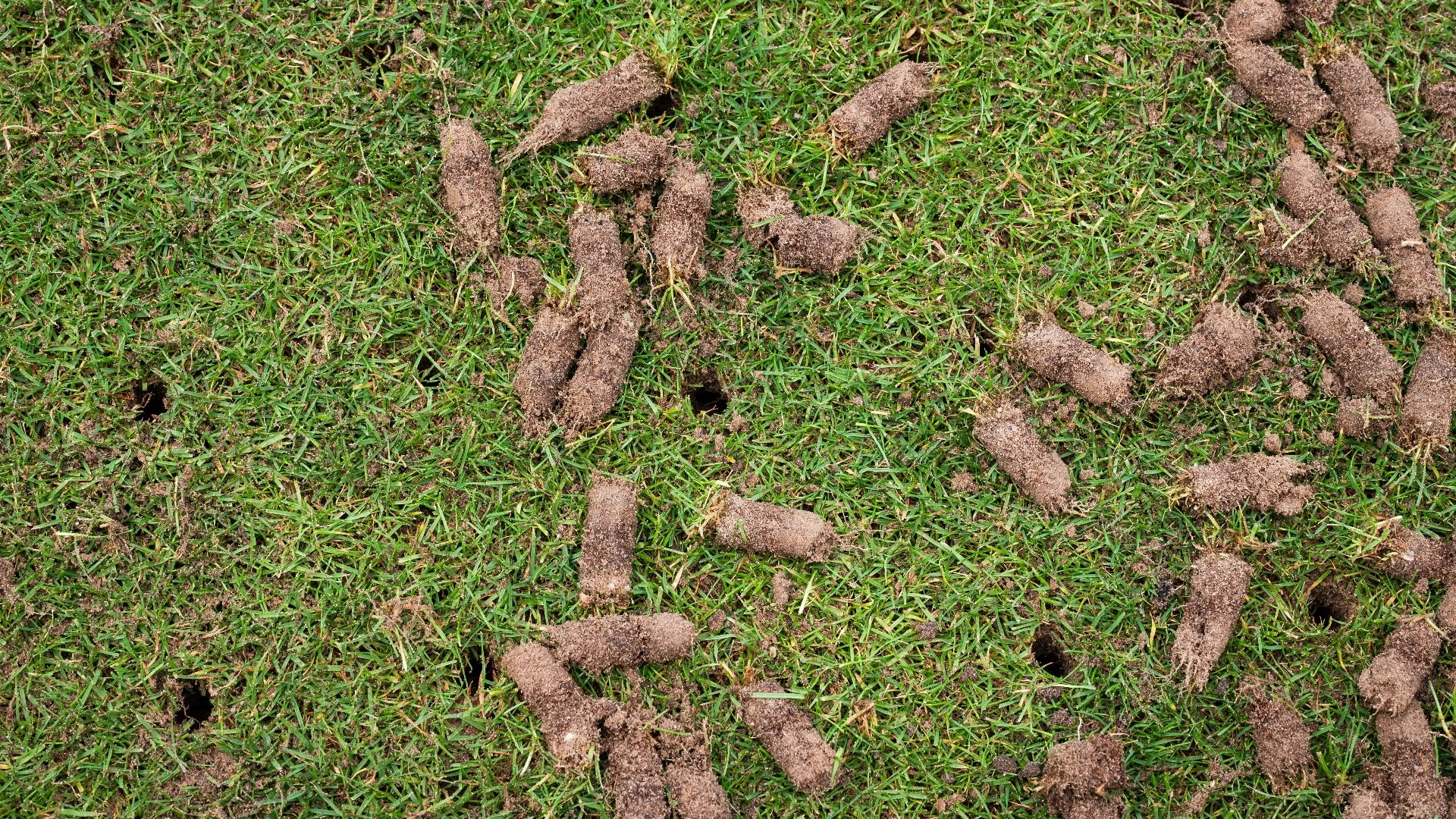 The Impact of Core Aeration on Lawn Health - Pros & Cons