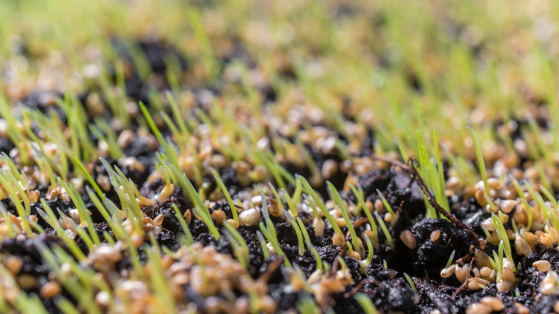 How Often Should You Have Your Lawn Overseeded?
