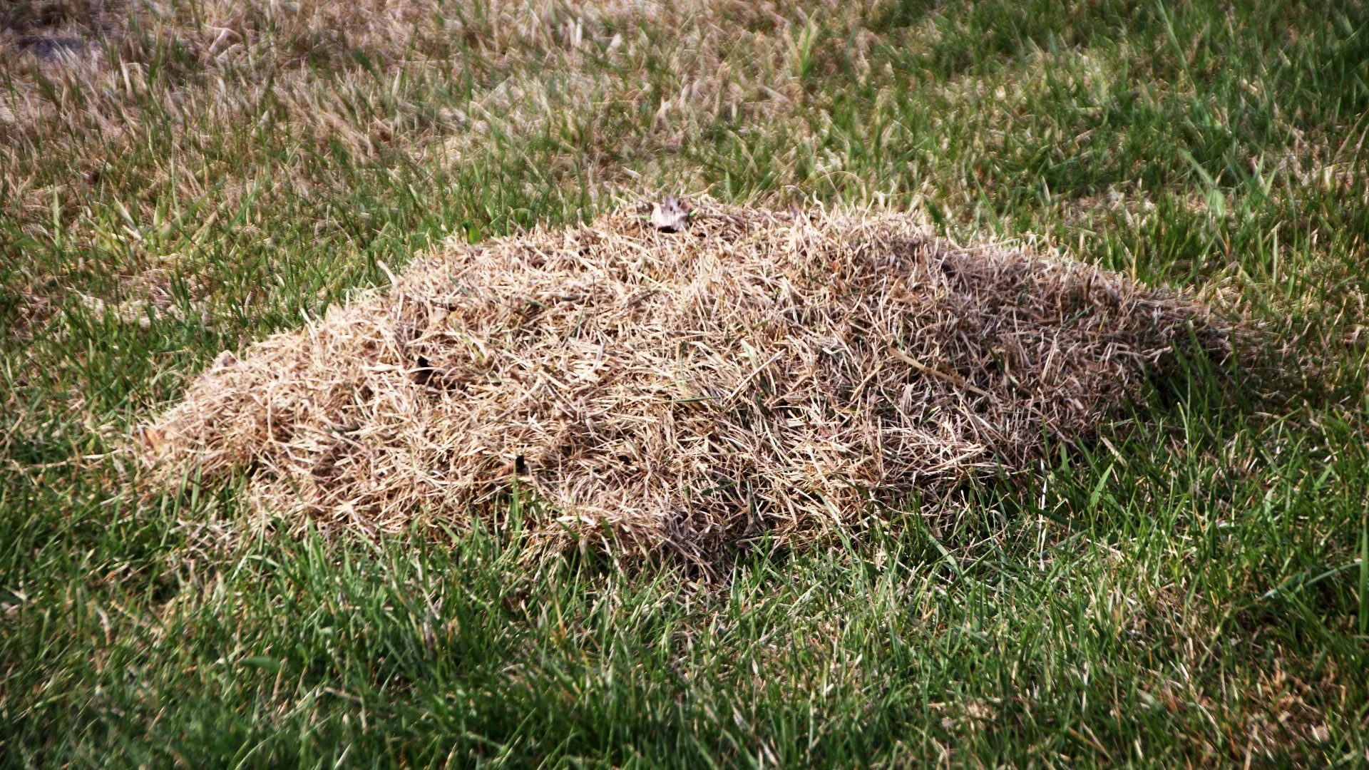 Will Core Aeration Help if Your Lawn Has a Thick Thatch Layer?