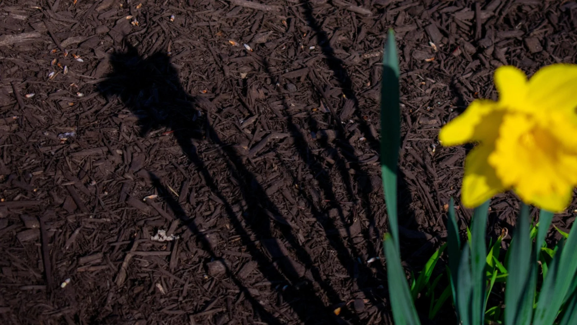 Will Mulch Minimize Weeds in Your Landscape Beds?