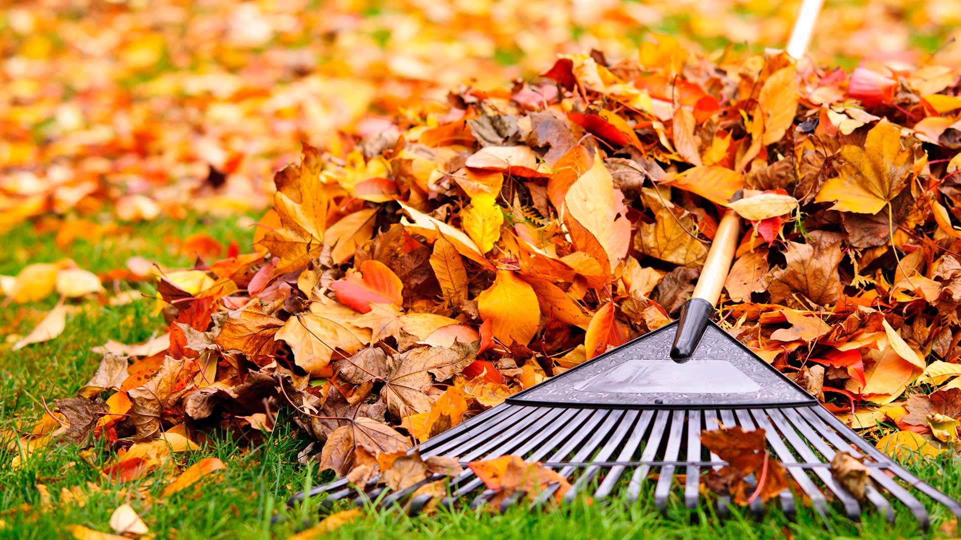Truth or Myth? Do Fall Leaves Really Give Your Lawn Nutrients?