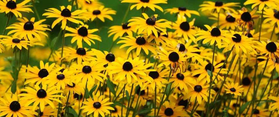 Black-eyed Susan flowers in Edwardsville, IL.