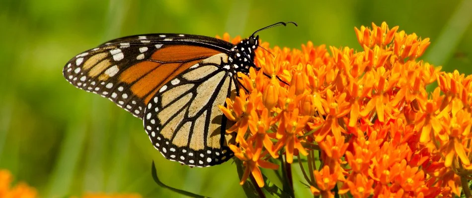 Butterfly on a butterfly milkweed plant in Edwardsville, IL.