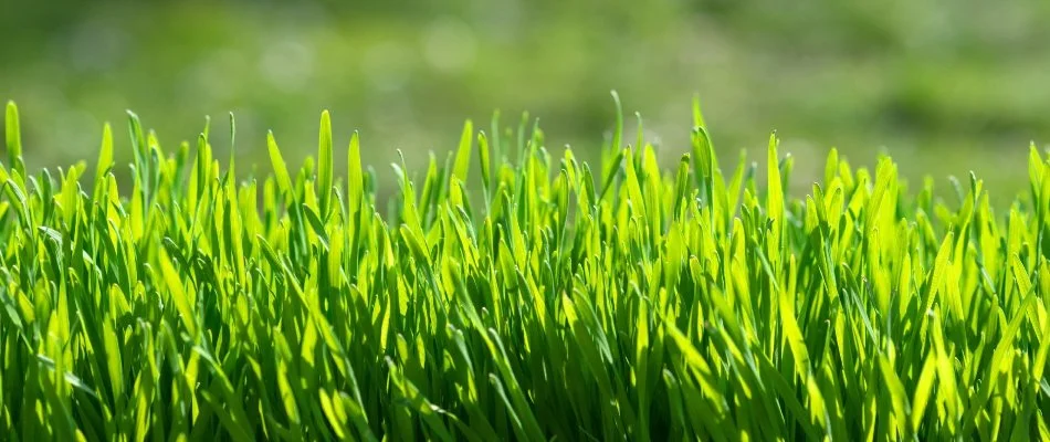Close up of grass blades in Edwardsville, IL.