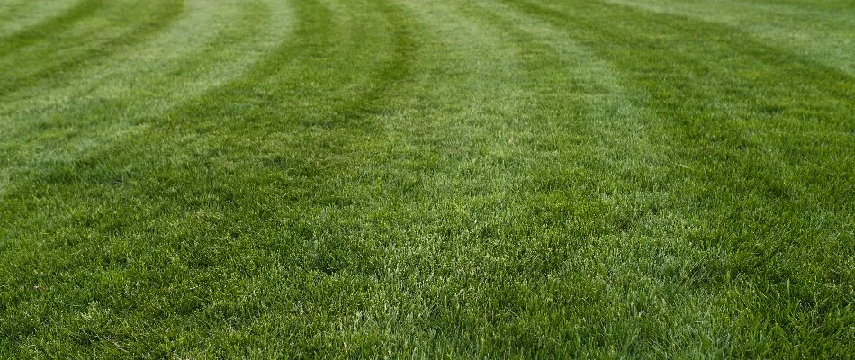 Closeup of dark, green grass in Edwardsville, IL.