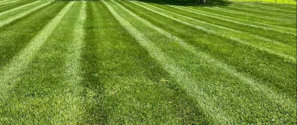 Dense lawn in Edwardsville, IL, with mowing stripes.