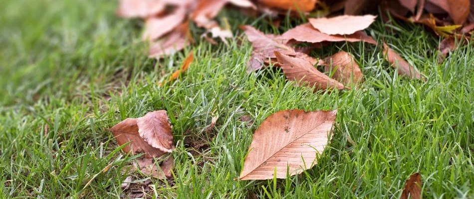 Dry leaves on a lawn in Edwardsville, IL.