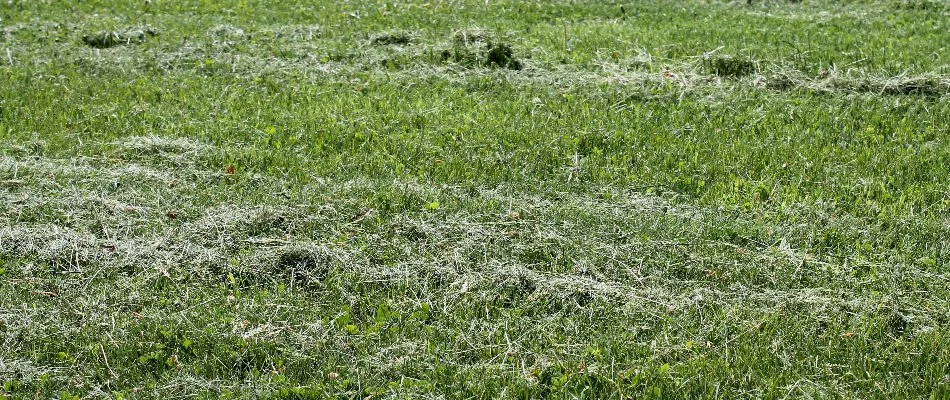 Grass clippings on a lawn in Edwardsville, IL.