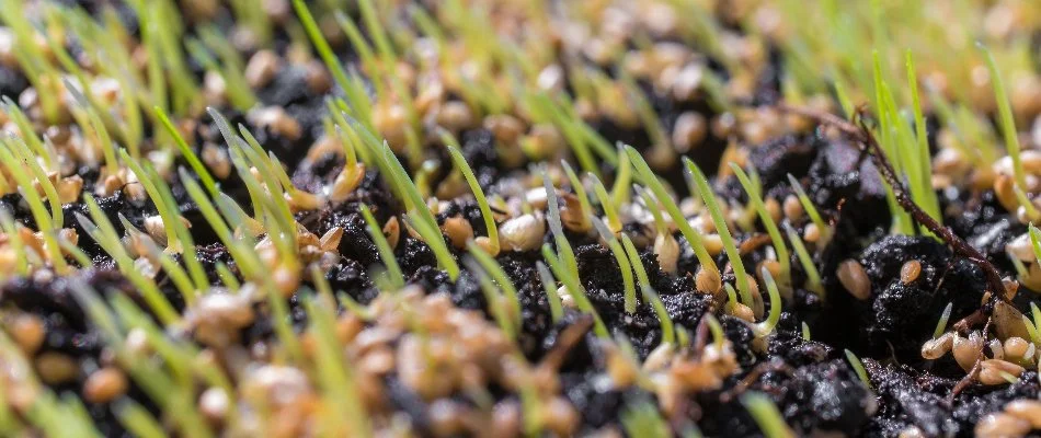 Grass seedlings sprouting on the soil in Edwardsville, IL.
