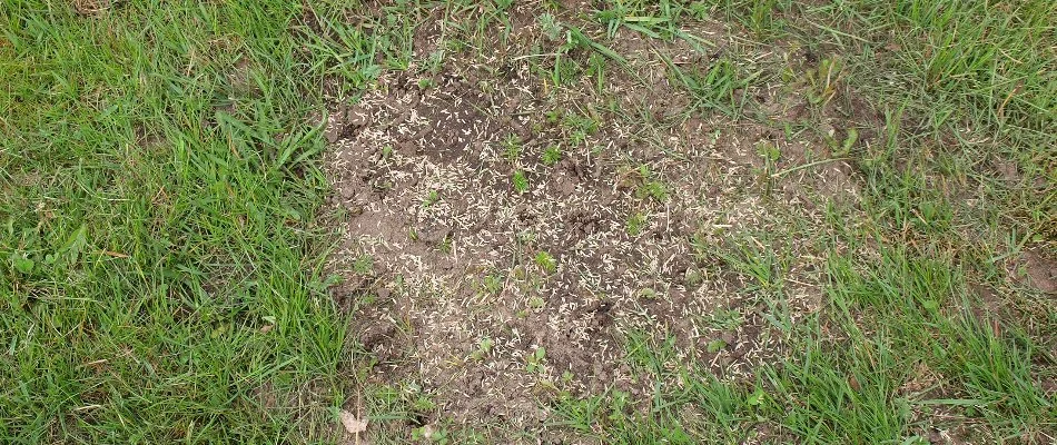 Grass seeds across a patchy lawn in Edwardsville, IL.