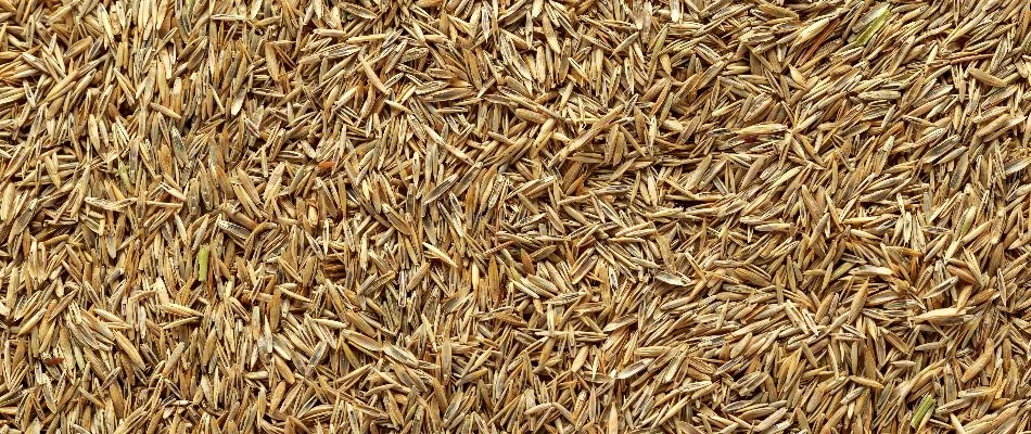 Grass seeds for overseeding in Edwardsville, IL.