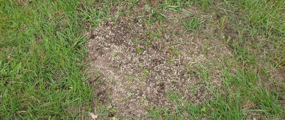 Grass seeds on a patchy lawn.