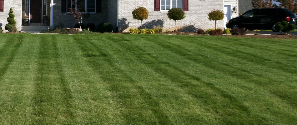 Grass in Edwardsville, IL, with mowing stripes.