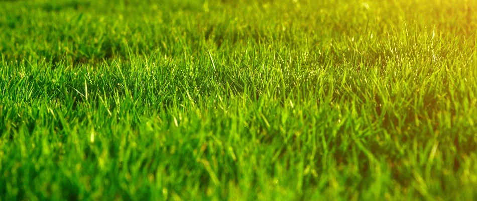 Green grass blades in Edwardsville, IL.