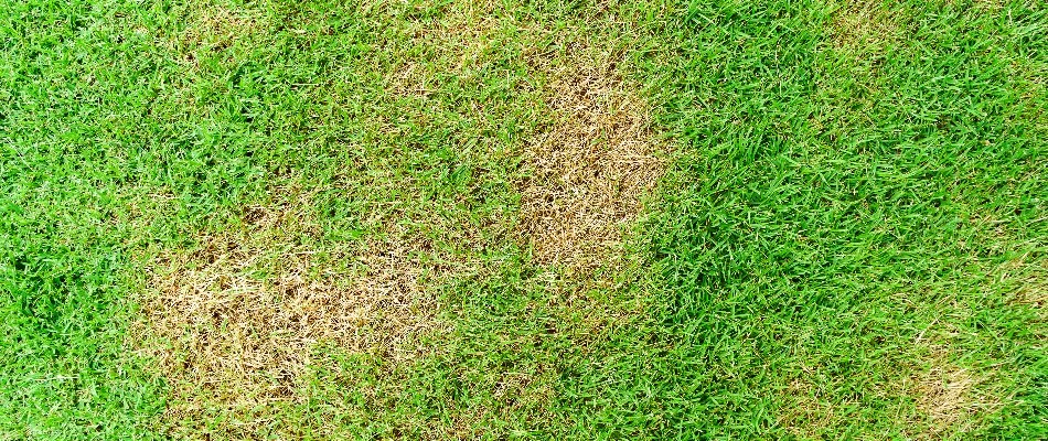 Lawn in Edwardsville, IL, affected by a disease.