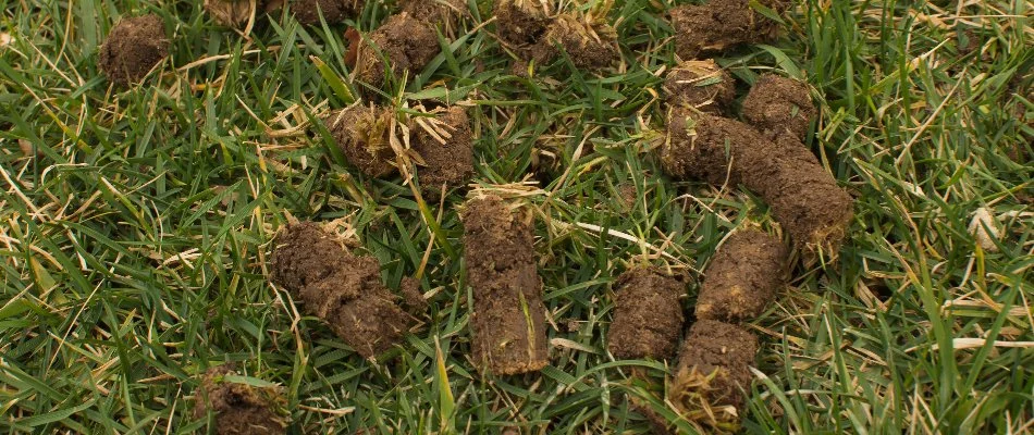 Lawn in Edwardsville, IL, with aeration soil plugs.