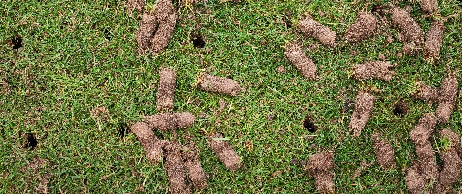 Lawn in Edwardsville, IL, with holes and soil plugs from core aeration.
