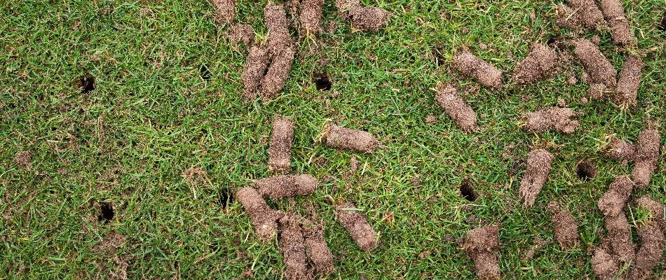 Lawn in Edwardsville, IL, with holes and soil plugs after aeration.