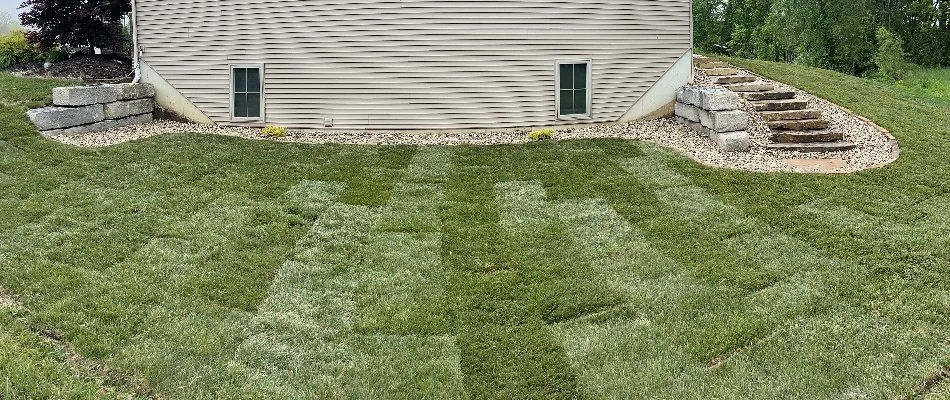 Newly installed sod on the side of a house in Edwardsville, IL.