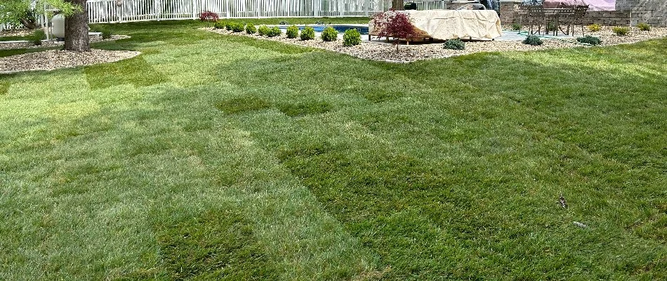 Newly installed sod in Edwardsville, IL.